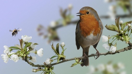 Pettirosso - Erithacus rubecula